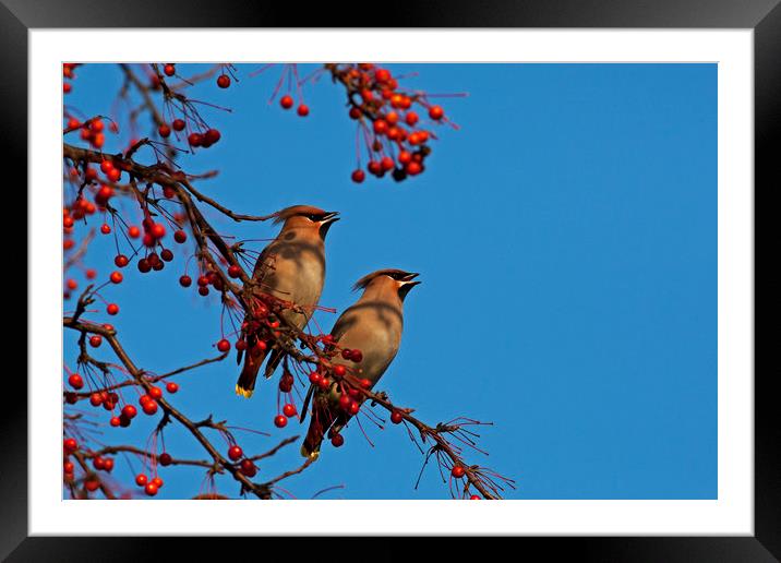 Pair of Waxwings Framed Mounted Print by Jenny Hibbert