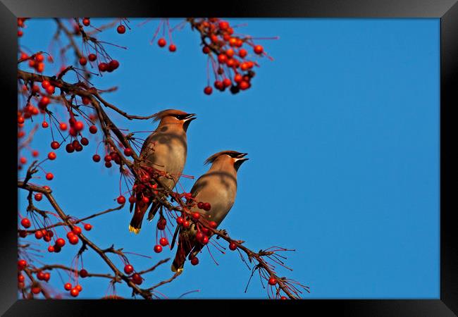 Pair of Waxwings Framed Print by Jenny Hibbert