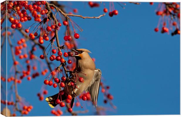 Waxwing feeding on berries Canvas Print by Jenny Hibbert