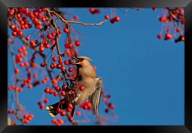 Waxwing feeding on berries Framed Print by Jenny Hibbert