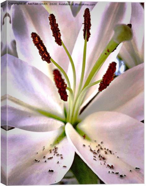 Lily flower  Canvas Print by Rachael Smith