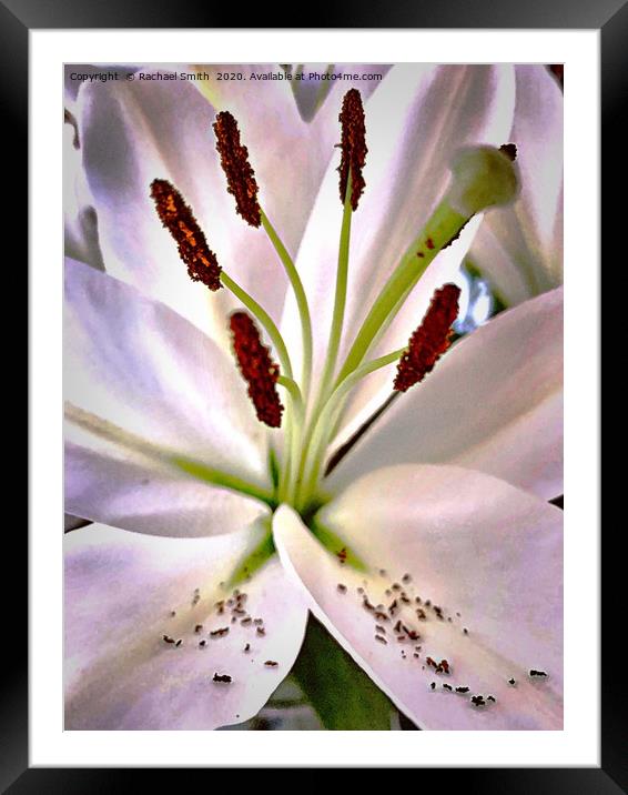 Lily flower  Framed Mounted Print by Rachael Smith