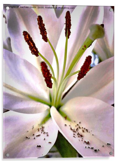Lily flower  Acrylic by Rachael Smith