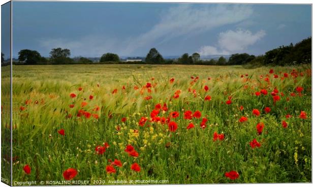 "Among the fields of Barley" Canvas Print by ROS RIDLEY