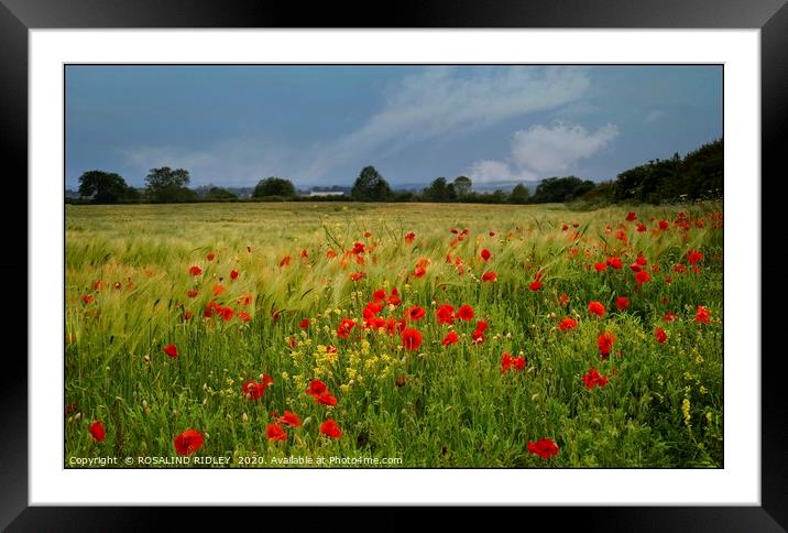 "Among the fields of Barley" Framed Mounted Print by ROS RIDLEY