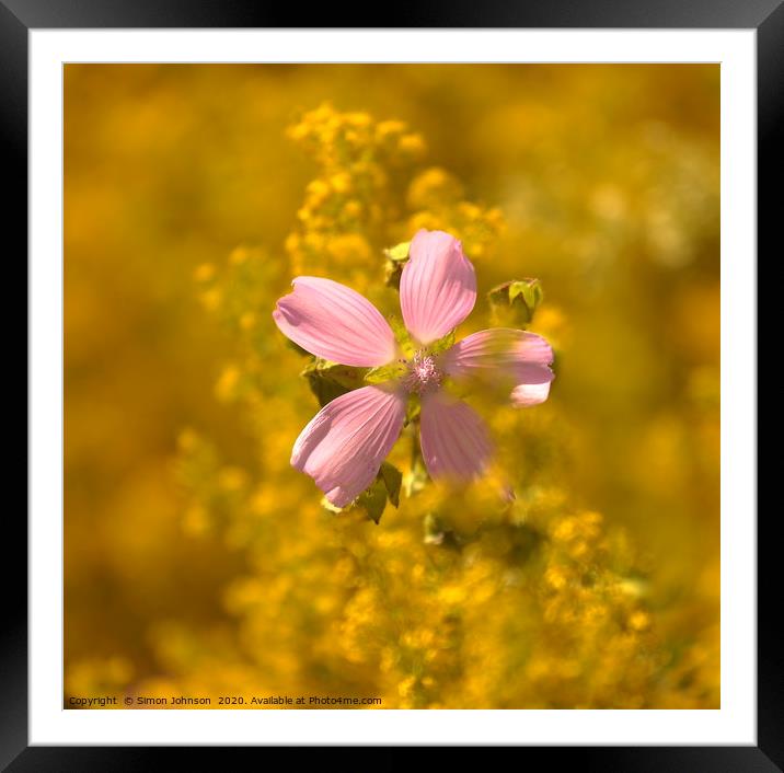 Meadow flower Framed Mounted Print by Simon Johnson