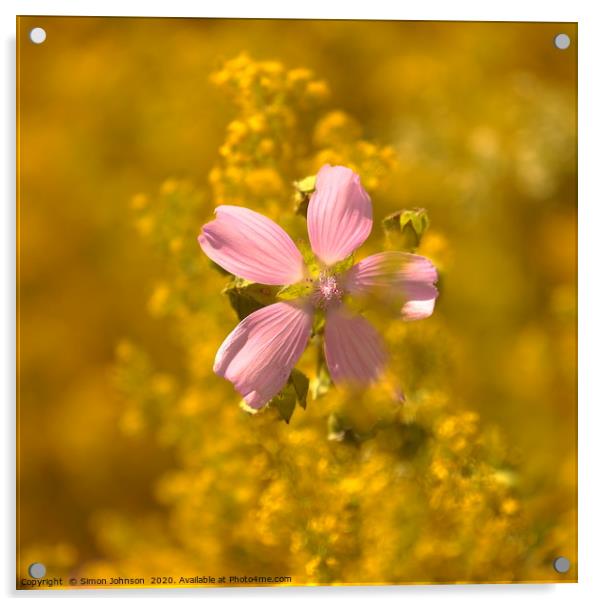 Meadow flower Acrylic by Simon Johnson