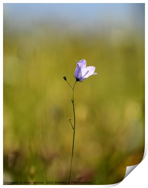 Harebell flower Print by Simon Johnson