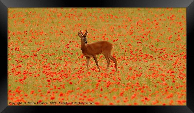 Deer in poppies Framed Print by Simon Johnson