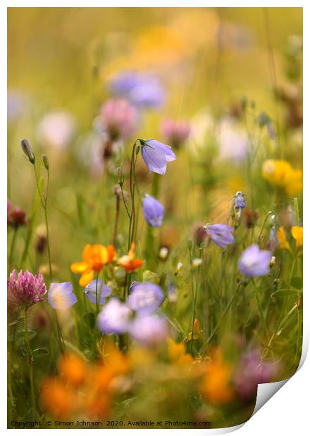 Summer meadow flowers Print by Simon Johnson