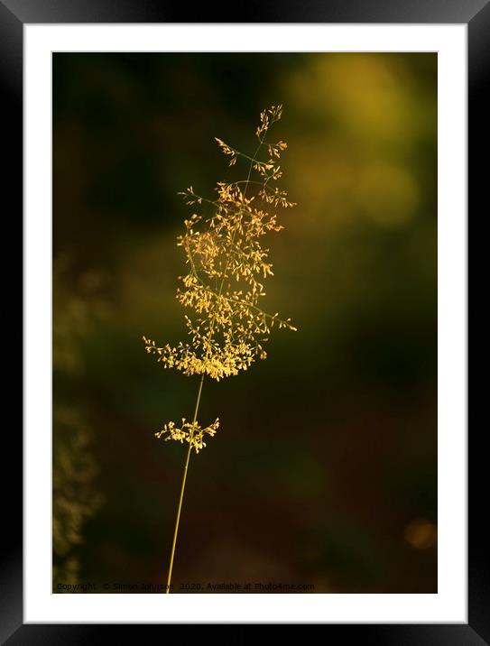 Sunlit grass  Framed Mounted Print by Simon Johnson