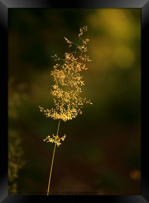 Sunlit grass  Framed Print by Simon Johnson