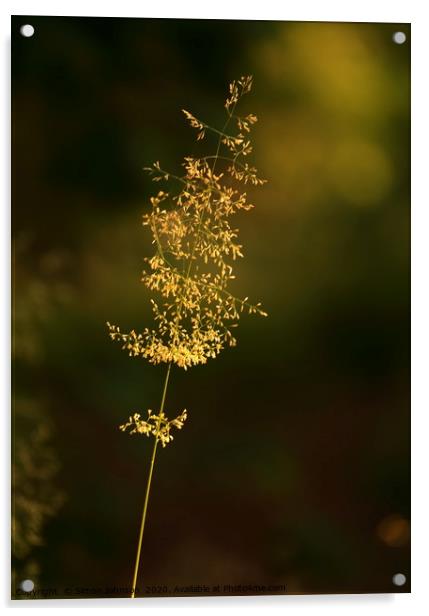 Sunlit grass  Acrylic by Simon Johnson