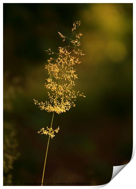 Sunlit grass  Print by Simon Johnson