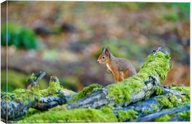 red squirrel sitting on top of some logs Canvas Print by Chris Rabe