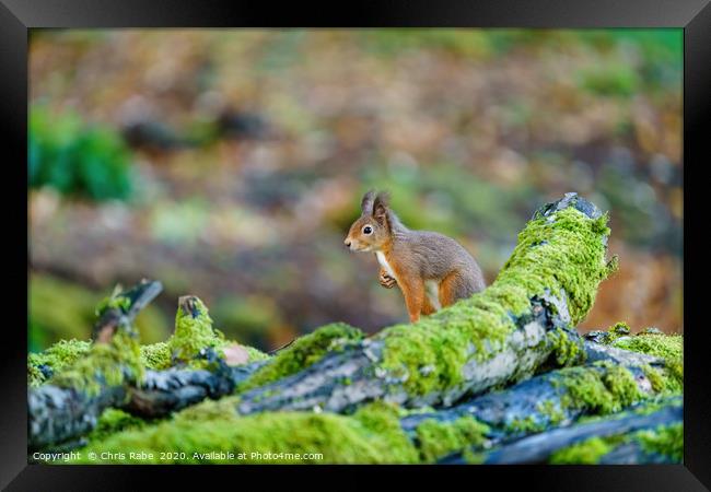 red squirrel sitting on top of some logs Framed Print by Chris Rabe