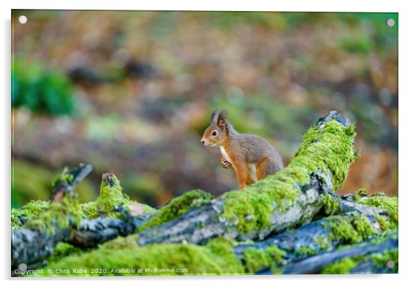 red squirrel sitting on top of some logs Acrylic by Chris Rabe