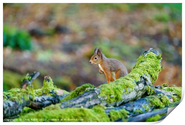 red squirrel sitting on top of some logs Print by Chris Rabe