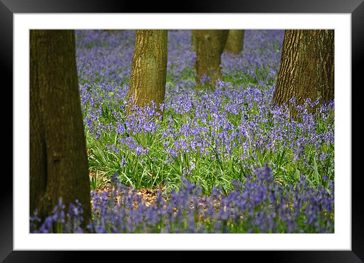 Bluebells Framed Mounted Print by graham young