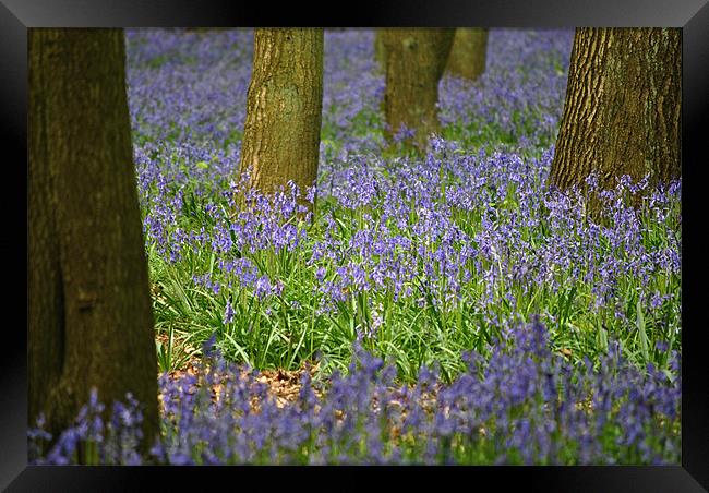 Bluebells Framed Print by graham young