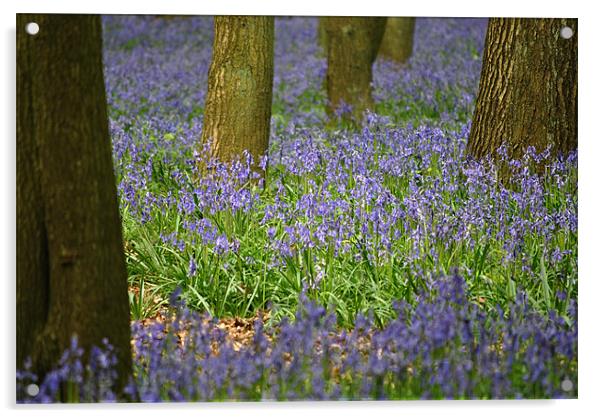 Bluebells Acrylic by graham young
