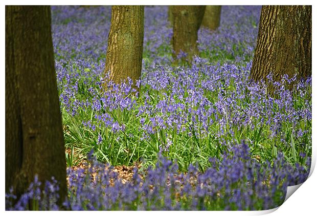 Bluebells Print by graham young