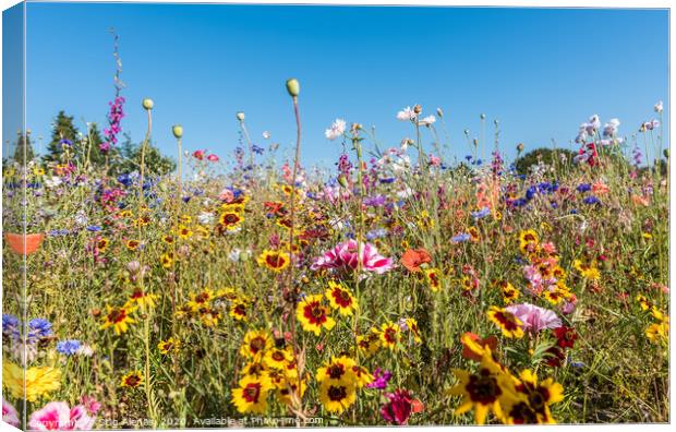 meadow with all kinds of colourful wildflowers  Canvas Print by Stig Alenäs