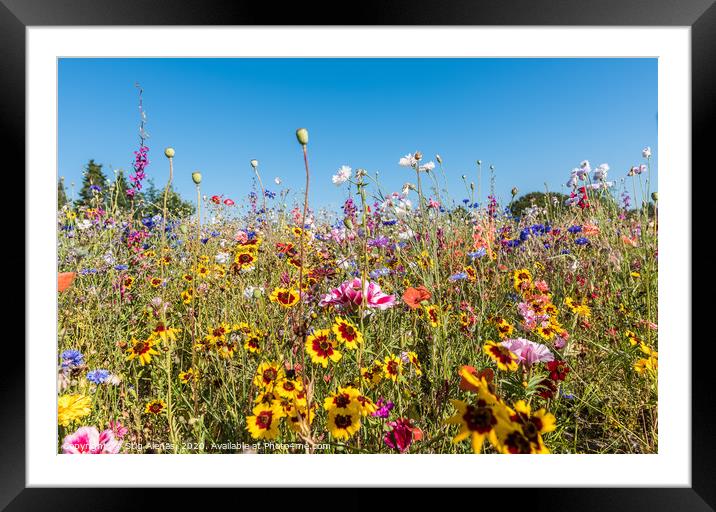 meadow with all kinds of colourful wildflowers  Framed Mounted Print by Stig Alenäs