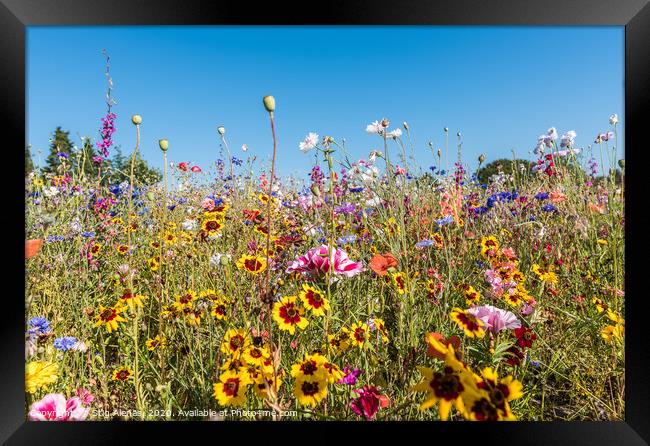 meadow with all kinds of colourful wildflowers  Framed Print by Stig Alenäs