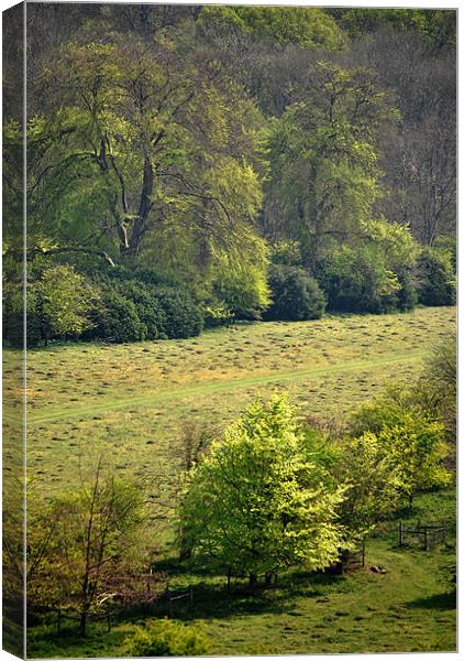 At The Edge of the Forest Canvas Print by graham young