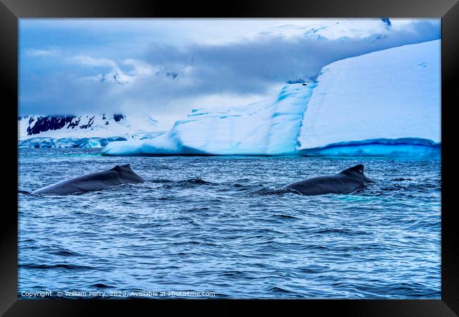 Two Humpback Whales Charlotte Harbor Antarcti Framed Print by William Perry