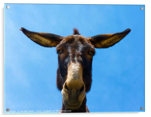 Cute funny mule in Naxos island Acrylic by Nicolas Boivin