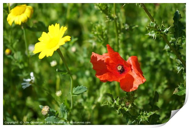 Wild Poppy Print by Julie Ormiston