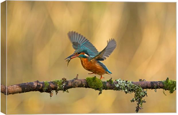 Kingfisher running along branch Canvas Print by Jenny Hibbert