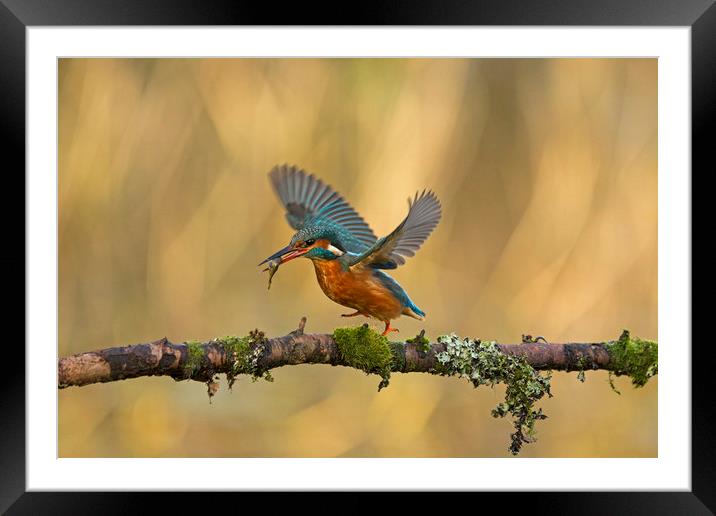 Kingfisher running along branch Framed Mounted Print by Jenny Hibbert