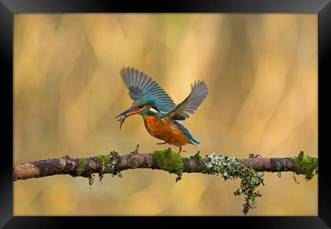 Kingfisher running along branch Framed Print by Jenny Hibbert