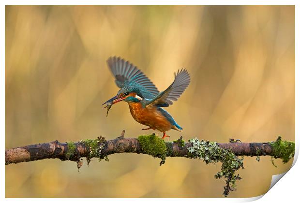 Kingfisher running along branch Print by Jenny Hibbert