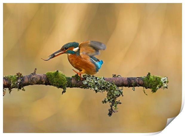 Kingfisher with fish on perch Print by Jenny Hibbert