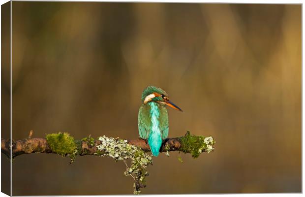 Kingfisher watching for fish Canvas Print by Jenny Hibbert