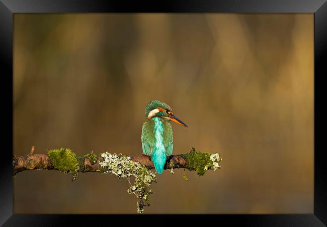 Kingfisher watching for fish Framed Print by Jenny Hibbert