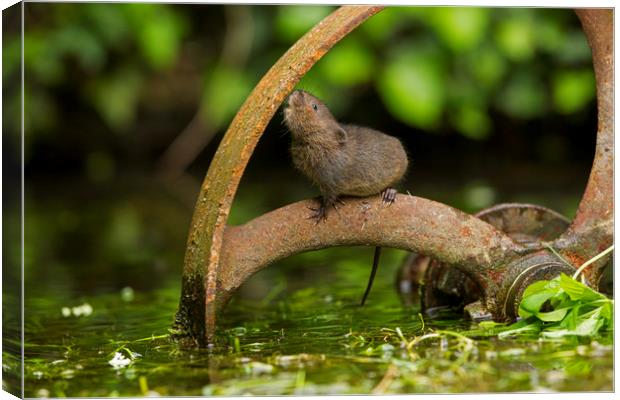 Baby Water Vole investigating Canvas Print by Jenny Hibbert