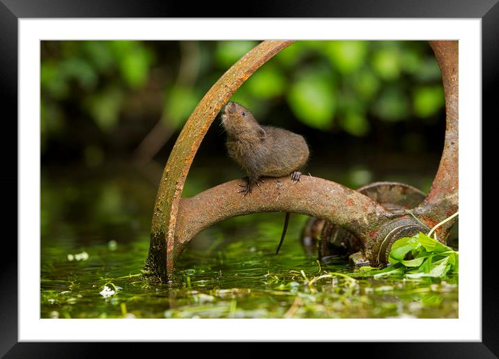 Baby Water Vole investigating Framed Mounted Print by Jenny Hibbert