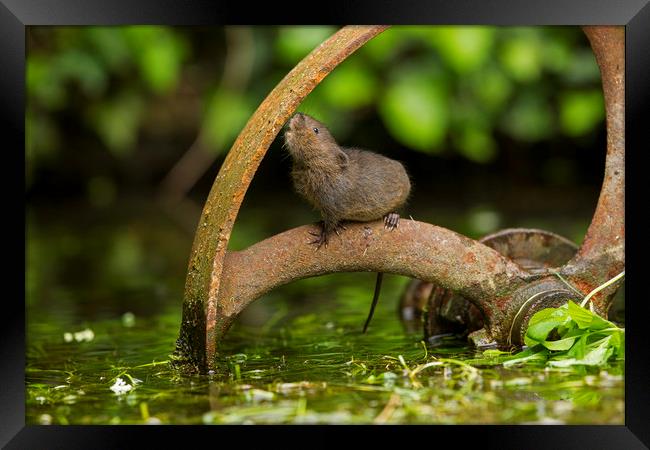 Baby Water Vole investigating Framed Print by Jenny Hibbert