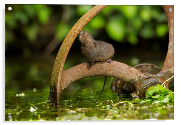 Baby Water Vole investigating Acrylic by Jenny Hibbert