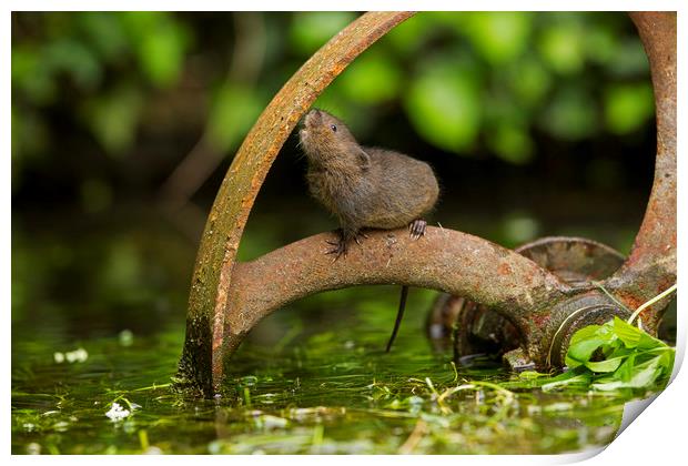 Baby Water Vole investigating Print by Jenny Hibbert