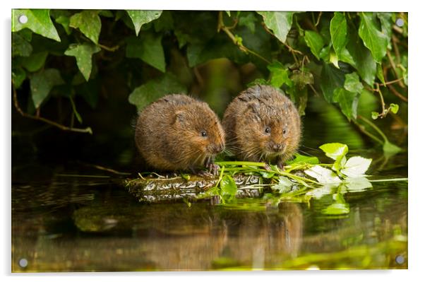 Baby Water Vole together Acrylic by Jenny Hibbert