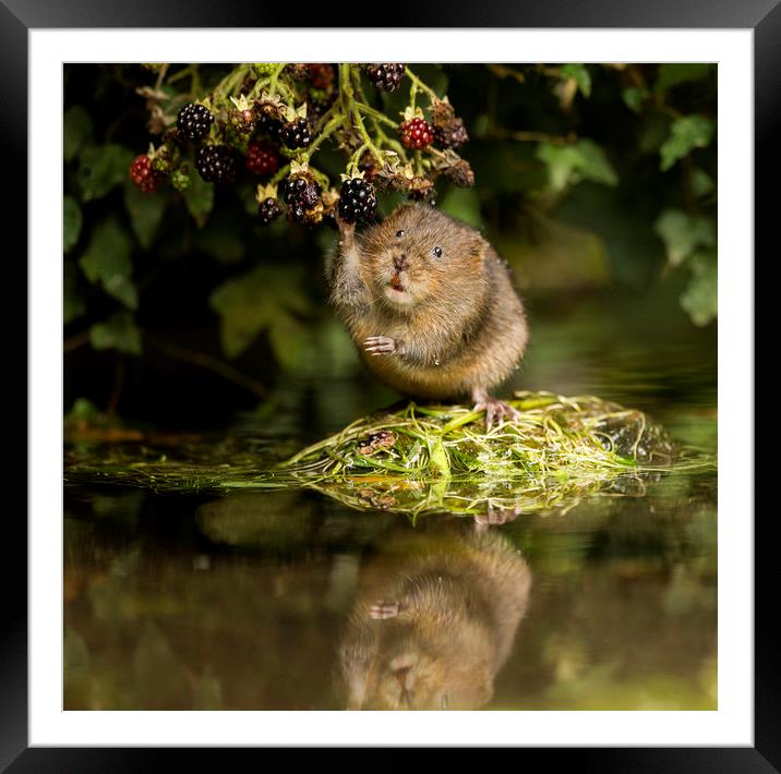 Water Vole caught in the act Framed Mounted Print by Jenny Hibbert