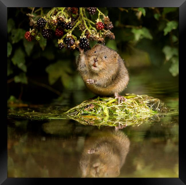 Water Vole caught in the act Framed Print by Jenny Hibbert