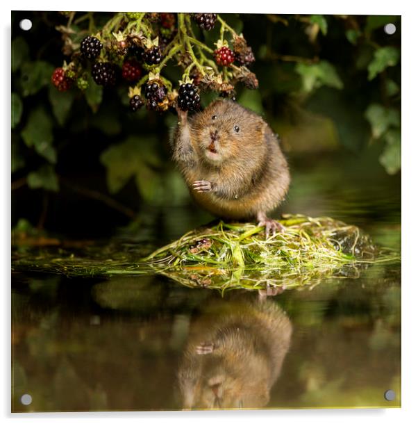 Water Vole caught in the act Acrylic by Jenny Hibbert