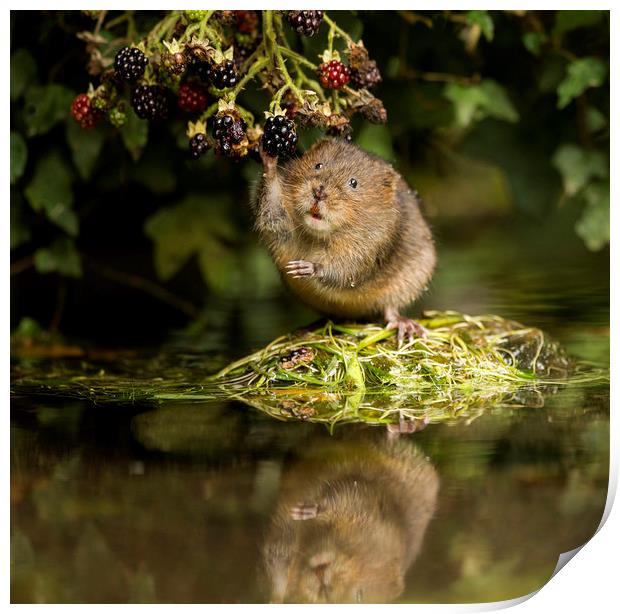 Water Vole caught in the act Print by Jenny Hibbert